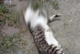 Polícia Civil investiga se animais foram mortos envenenados no interior de Alagoas