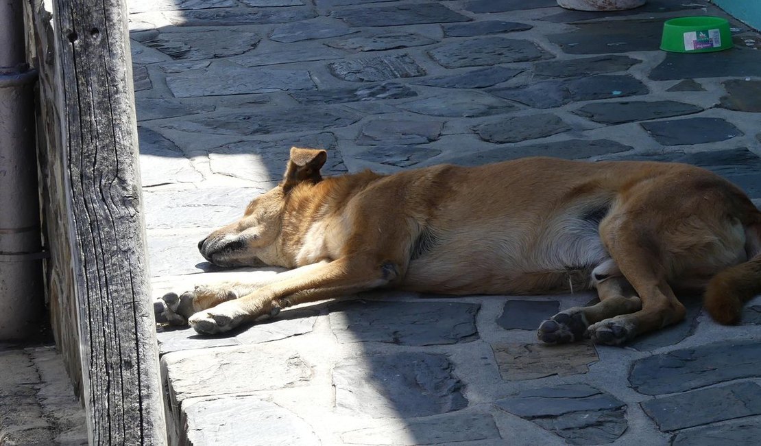 Polícia investiga ataque contra cinco cães em situação de rua em São Miguel dos Campos