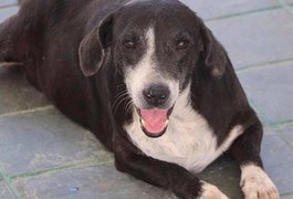 Criminosos invadem abrigo de animais, furtam objetos e maltratam cães e gatos