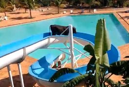 Boi que viralizou em vídeo escapa do abate e é batizado de “Tobogã”
