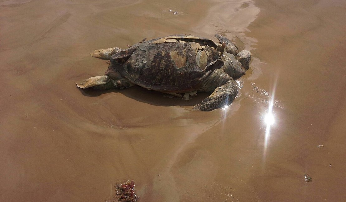 Mortandade de peixes e tartarugas assusta pescadores e moradores do Pontal do Peba