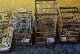 BPA resgata sete aves silvestres que estavam em gaiolas e apreende espingarda, em Arapiraca