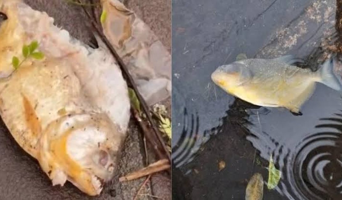 Após inundações, piranhas aparecem em ruas de Porto Alegre
