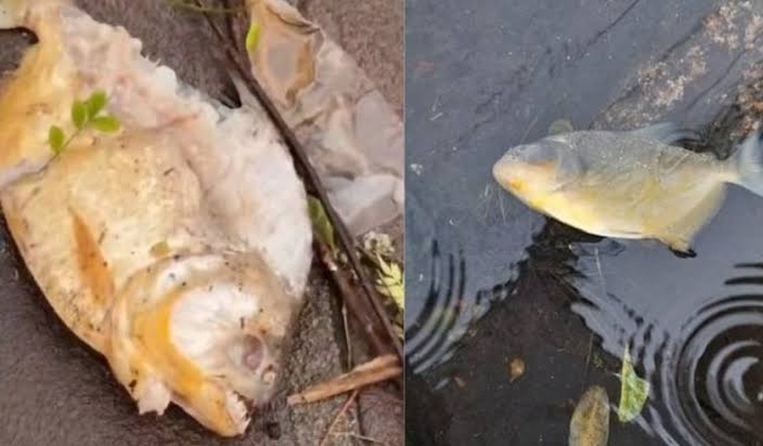 Após inundações, piranhas aparecem em ruas de Porto Alegre