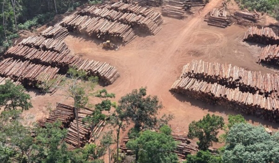 Operação da PF realiza maior apreensão de madeira ilegal da história do país