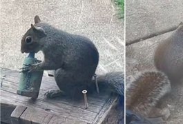 Esquilo viraliza ao ser flagrado 'fumando vape' no Reino Unido