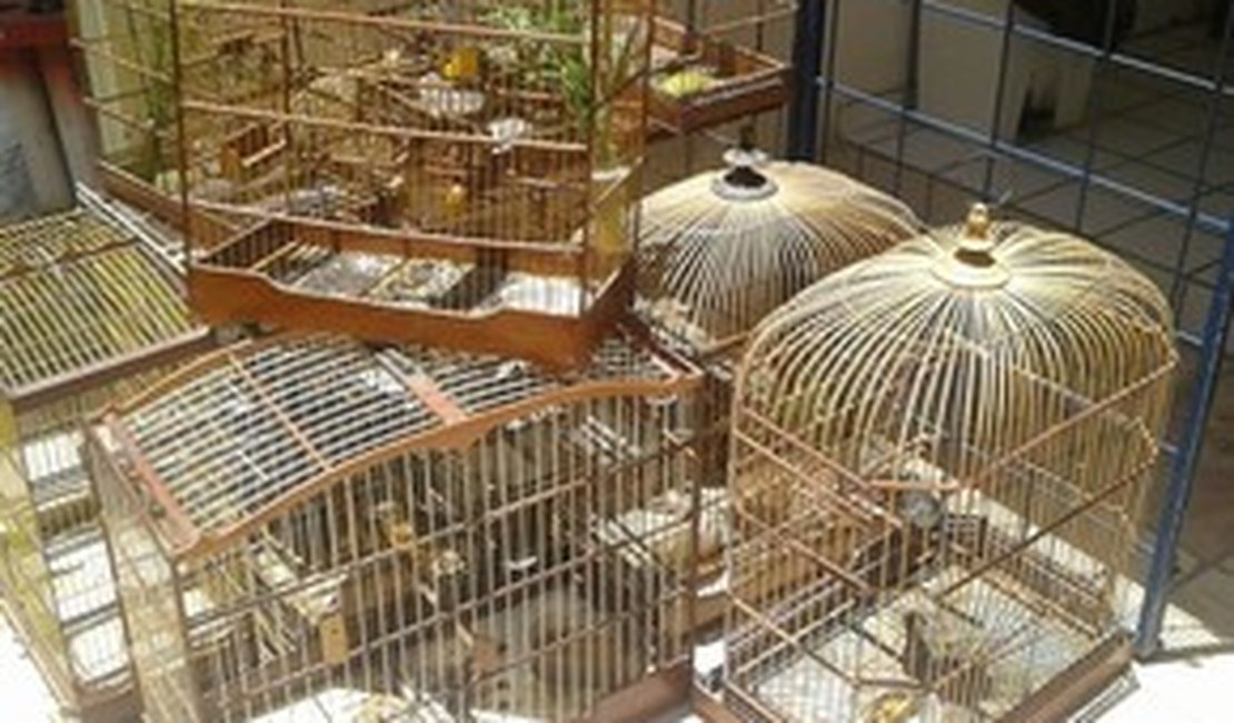 19 pássaros silvestres são apreendidos dentro de uma residência, em AL