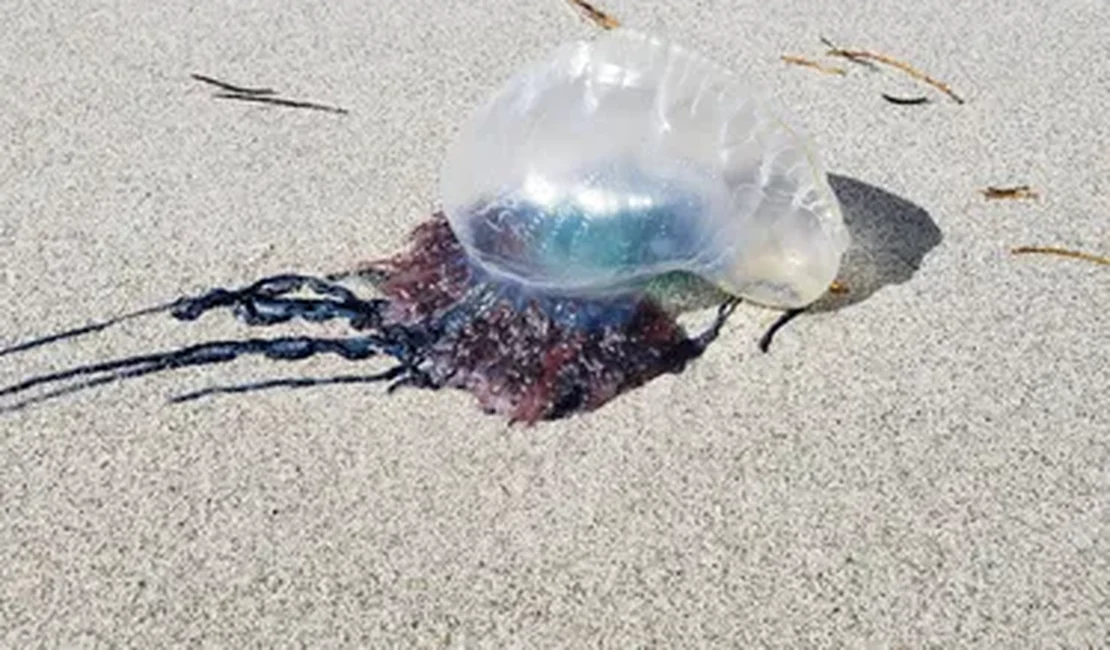 Criança de 1 ano é atingida por caravela-portuguesa na Praia do Francês