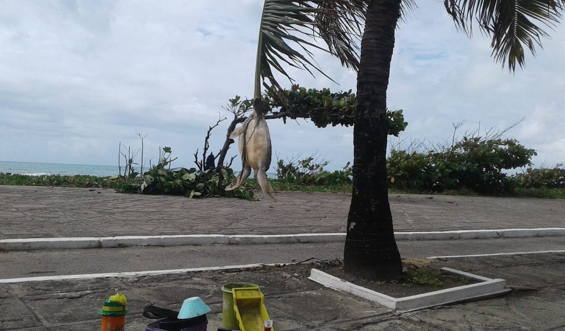 Tartaruga é pendurada pelo pescoço em coqueiro na orla de Maceió