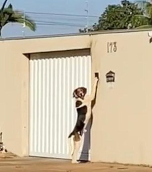Vídeo: Cachorro toca campainha para entrar em casa no MT e surpreende dono: 'pensava que era fantasma'