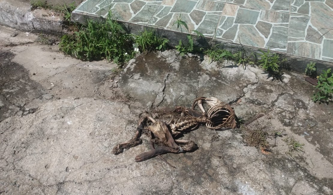 Polícia Civil indicia suspeitos de descarte irregular de animais mortos em Maceió