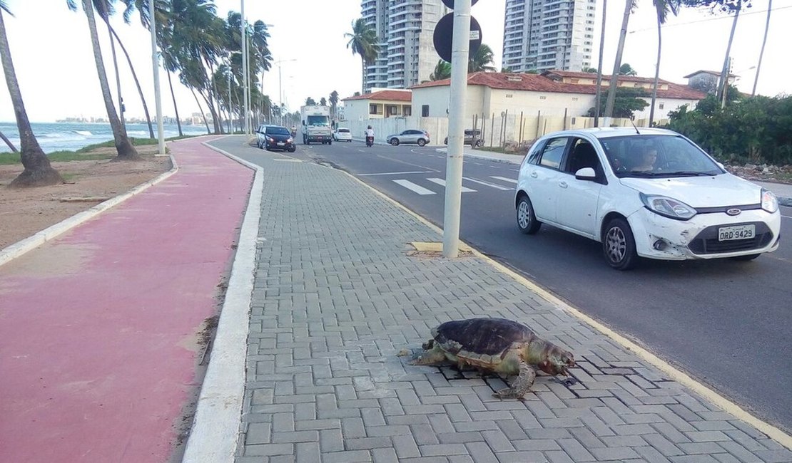 Tartaruga morta é encontrada em calçada de avenida em Cruz das Almas, Maceió