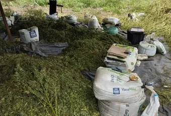 Operação da PF apreende e incinera cerca de 2 toneladas de maconha no Sertão de Alagoas