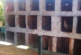 Apostadores correm, PM acaba com rinha de galo em Taquarana e homem é preso por manter cerca de 50 animais em cativeiro