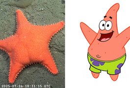 'É o Patrick': estrela-do-mar com 'bumbum' surpreende cientistas no fundo do mar na Argentina