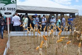 Incentivo a produção de milho anima Indústrias e Agricultores em Arapiraca