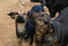 Prefeitura na BA publica decreto que determina abate de animais abandonados em vias públicas