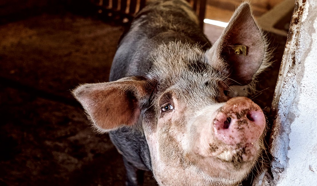 Dupla é presa por invasão em pocilga e furto e receptação de animais, no Sertão alagoano