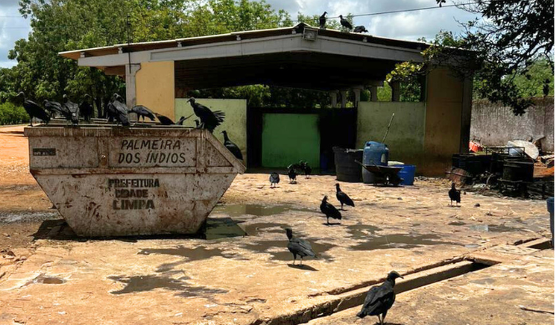 Justiça determina prazo para regularização do matadouro público de Palmeira dos Índios