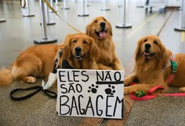 STJ autoriza que companhia aérea recuse transporte de animais de suporte emocional
