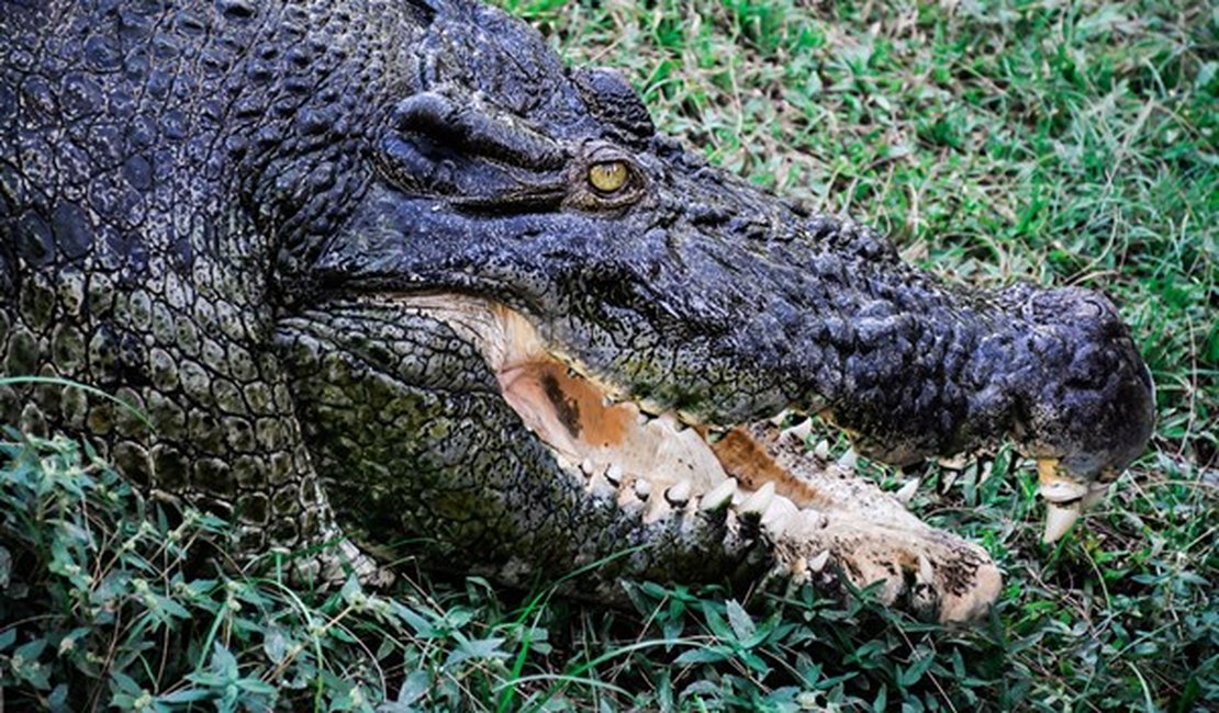 V Deo Crocodilo Gigante Salta E Devora Cachorro Em Rio J Not Cia