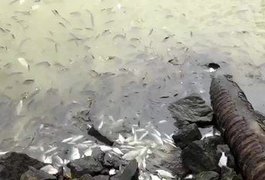 Nível de poluição na Lagoa Manguaba pode gerar novas mortes de peixes