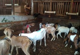 Vigilância Sanitária realiza fiscalização contra maus-tratos a animais no Mercado da Produção de Maceió