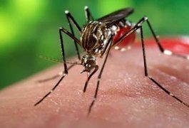 Alerta: Alagoas pode enfrentar epidemia 'devastadora' de chikungunya