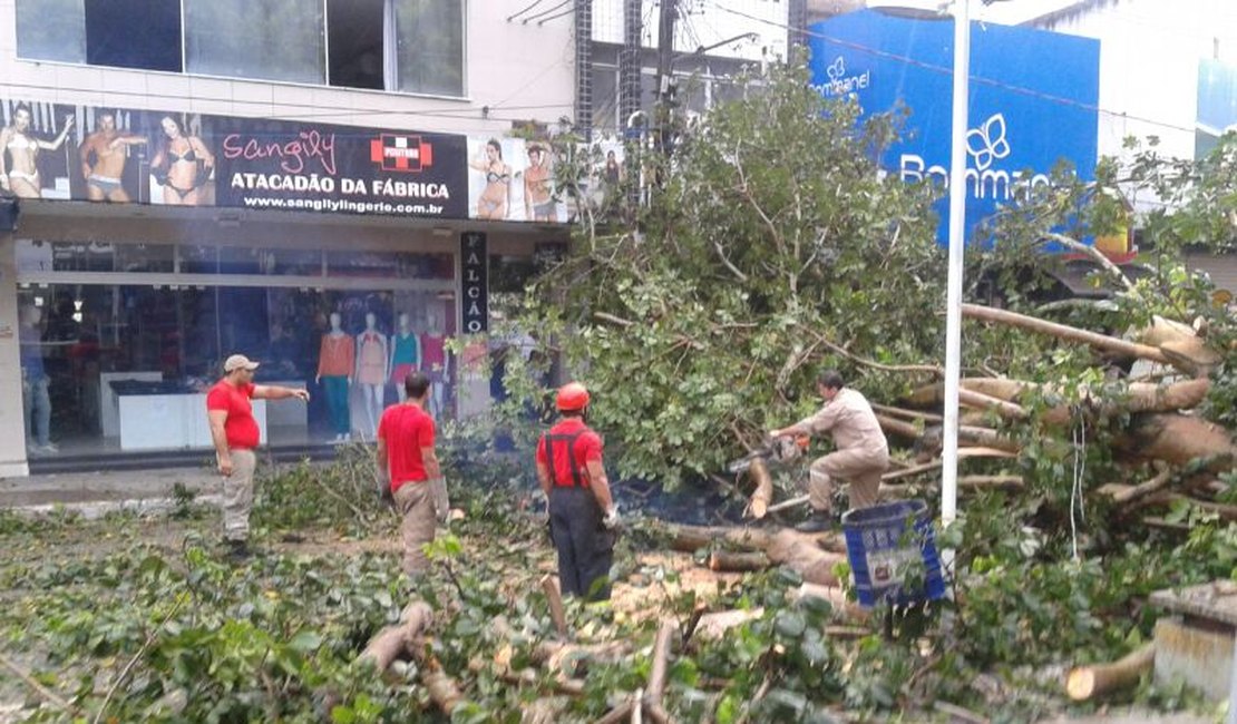 Forte chuva derruba árvores e causa prejuízos em Arapiraca