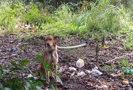 Cachorro preso a árvore com corda no pescoço é resgatado em Coruripe, AL
