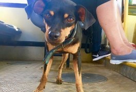 Cão pega ônibus sozinho para visitar dono no trabalho, em Fernando de Noronha