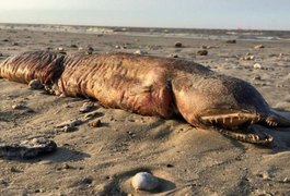 Criatura estranha é encontrada em praia do Texas após passagem de furacão