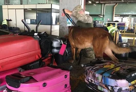 Operação com cães farejadores busca drogas em bagagens no Aeroporto de Maceió