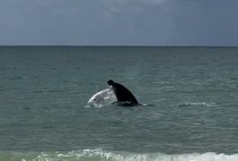 Golfinho encanta banhistas com sequência de saltos na Praia do Francês