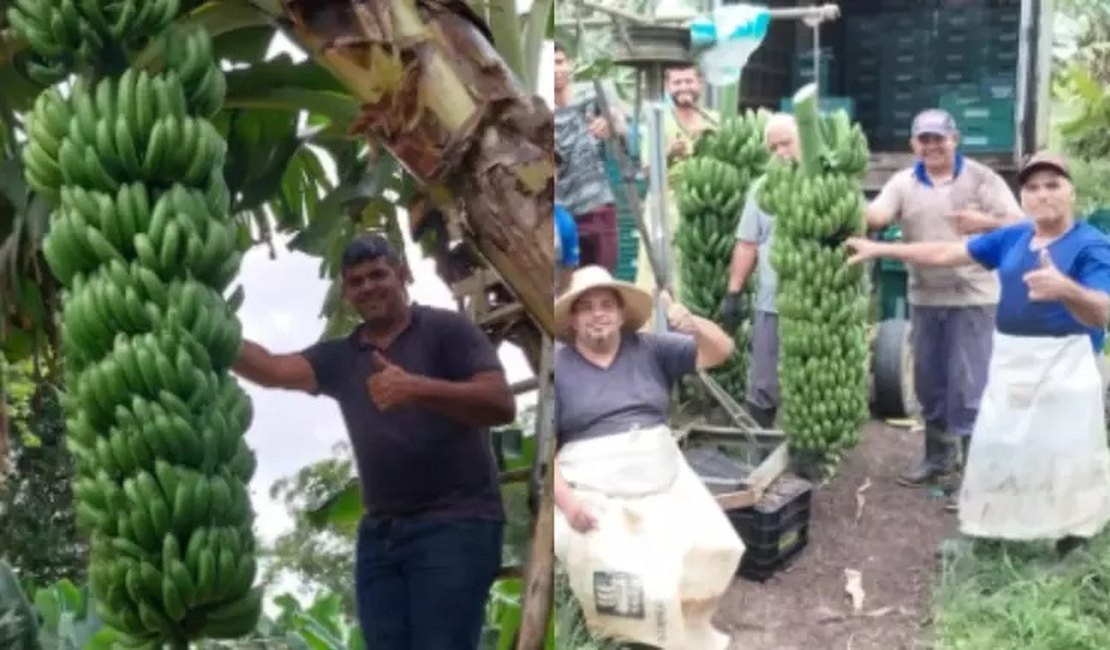 Família colhe cacho de banana com mais de 90 kg em SP