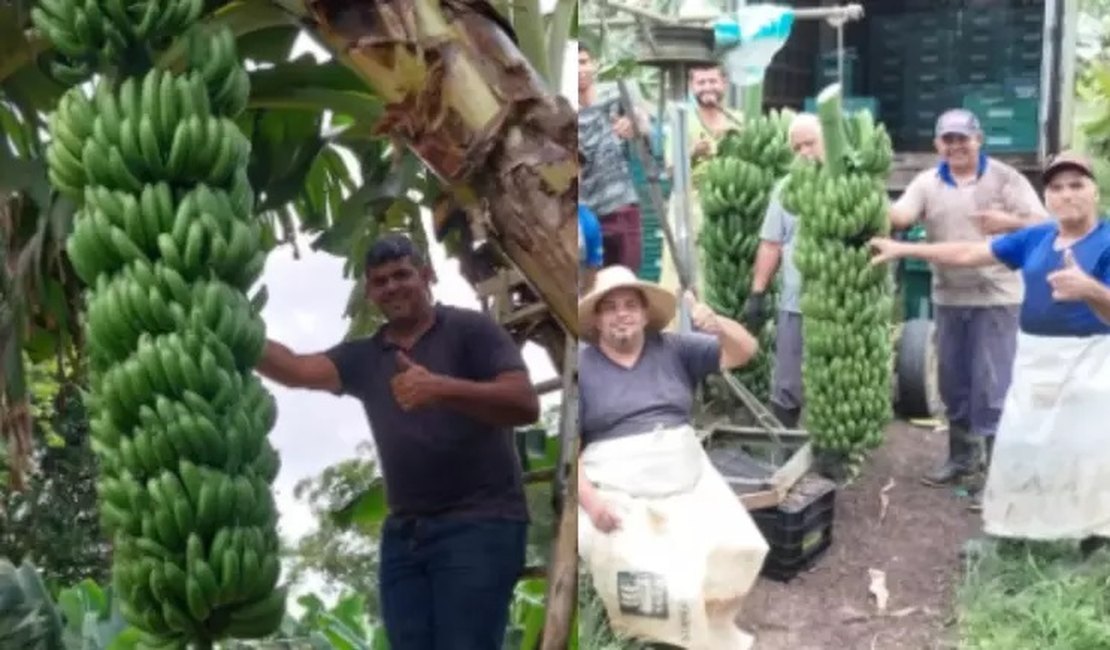 Família colhe cacho de banana com mais de 90 kg em SP