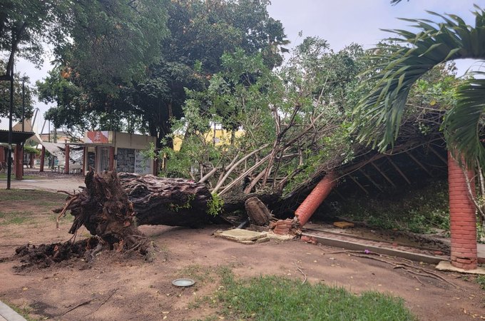 Queda de árvore na Praça Luiz Pereira Lima derruba cobertura e poste durante temporal