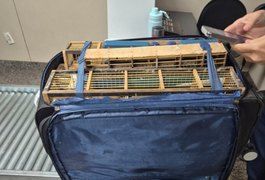 Ação integrada da PCAL e Polícia Federal apreendem 42 aves silvestres em bagagem no Aeroporto de Rio Largo