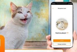 Conheça o app que promete traduzir o miado do seu gato