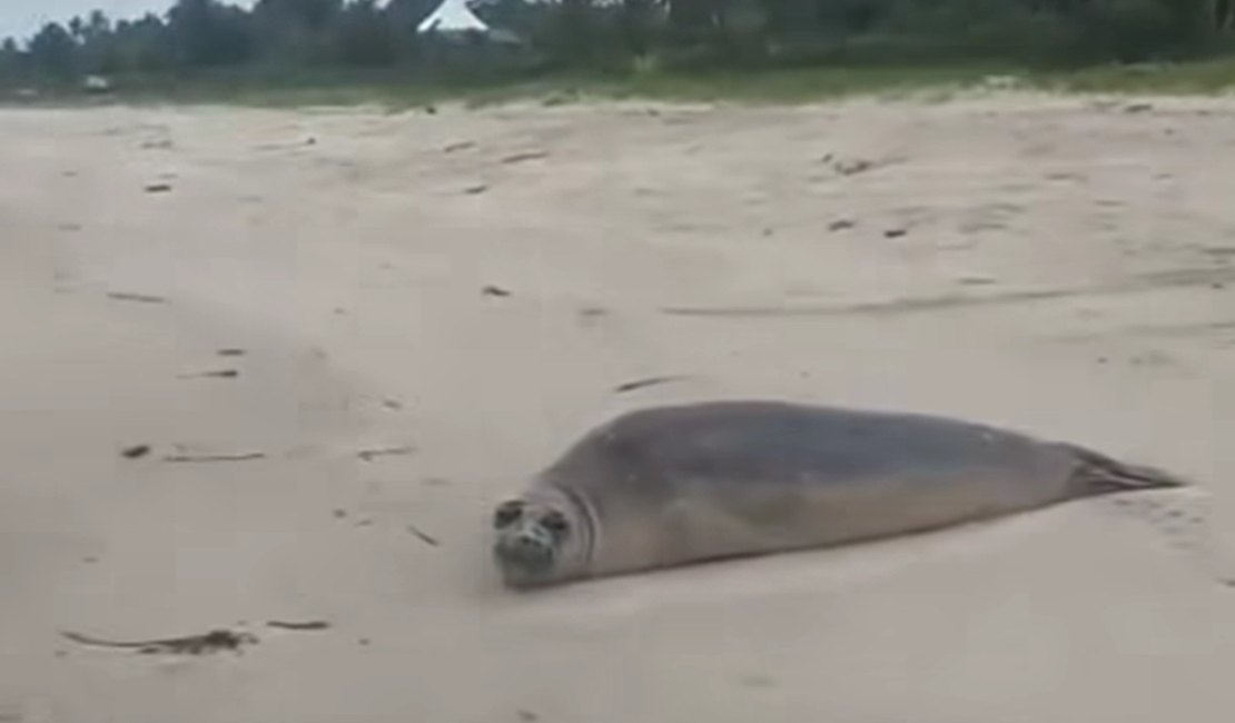 Elefante-marinho é avistado em praia de Barra de Santo Antônio, em Alagoas, e chama atenção de moradores