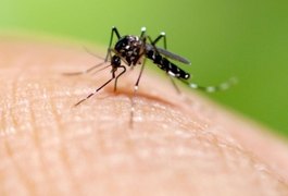 Dengue: 2024 bate recorde e número de mortes supera os últimos 20 anos