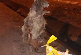 Cães são encontrados mortos e pendurados em avenida de Maceió