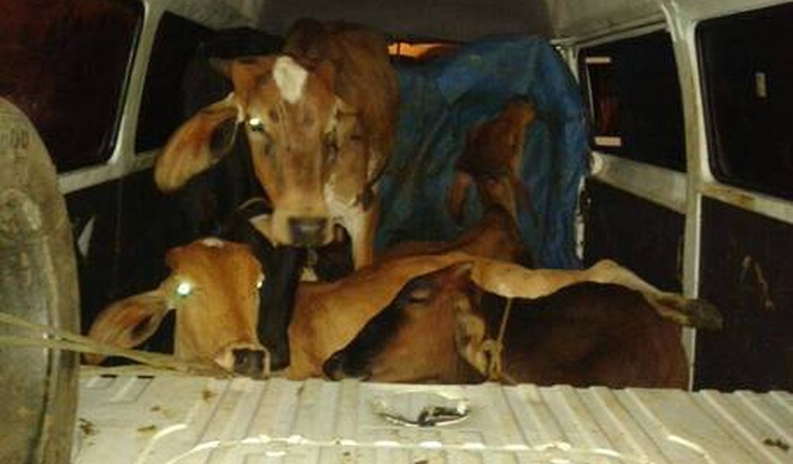 Dupla é presa transportando quatro vacas e um bezerro em kombi furtada na BR-040