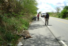 Jumento invade pista e causa acidente na Rodovia AL-220