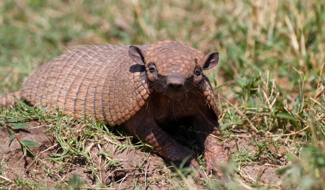 IMA/AL e Sesau alertam: tatupeba pode transmitir a hanseníase