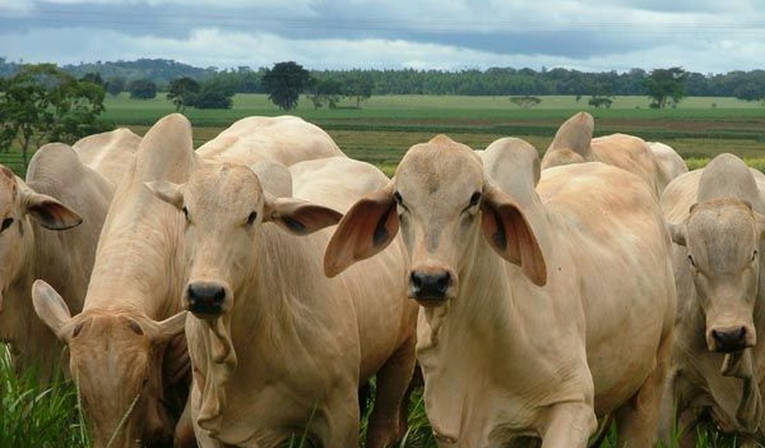 Emater vai estimular bovinocultura de leite e corte na Grande Mata alagoana