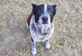 Cão surdo e parcialmente cego ajuda a resgatar menina desaparecida