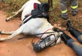 Homem morre eletrocutado ao tentar salvar cachorro preso em cerca elétrica na cidade de Chã Preta