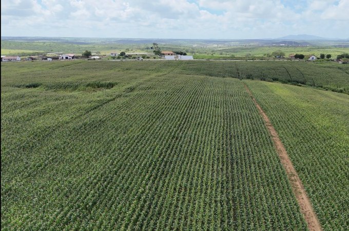 Multas milionárias, embargo e até bloqueio de crédito: entenda os riscos de desmatar sem autorização
