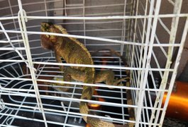 Iguana é resgatada após entrar em residência em União dos Palmares